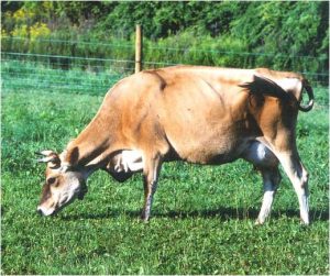 Корова на лугах - источник полезного молока